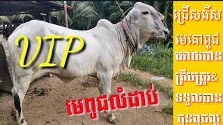 របៀបជ្រើសរើសពូជគោចិញ្ចឹមអោយត្រូវប៉ាន់