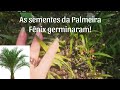 AS SEMENTES DA PALMEIRA FÊNIX GERMINARAM E A PALMEIRA ARECA NASCEU TAMBÉM NO MESMO VASO!!