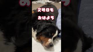 超大型犬KING７歳リンパ腫との戦い #超大型犬 #バーニーズマウンテンドック