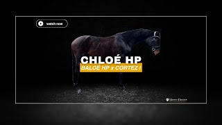 Chloé HP - HorseBidder 20/02/2025