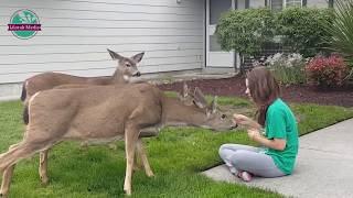 Meet a cute baby feeding the deer | മാനുകൾക്ക് ഭക്ഷണം നൽകുന്ന ഒരു സുന്ദരിക്കുട്ടിയെ പരിചയപ്പെടാം