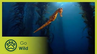 The Sea Horse - Fantastic Creatures - Go Wild
