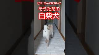 白柴犬  ボール遊び