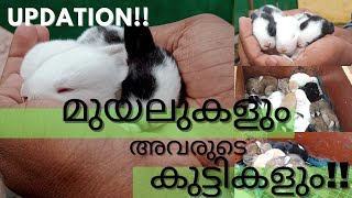 നമ്മുടെ മുയലുകളും അവരുടെ കുട്ടികളും|Rabbit Updation!|മലയാളം|SK PETS WORLD💥🔥