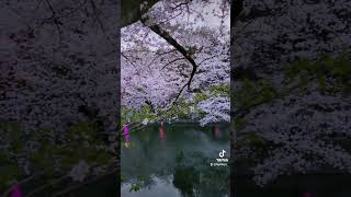 #大池公園桜まつり　桜のライトアップ