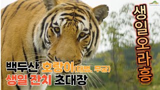 백두산 호랑이(태범, 무궁)의 생일 잔치에 초대합니다.(국립백두대간수목원)