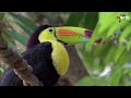 nature in nicaragua 4k uhd relaxing music heals stress anxiety and eliminates fatigue