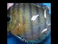 红点绿野生七彩神仙鱼 wildgreendiscus wilddiscus aquarium starseaaquatics starseaaquazone3