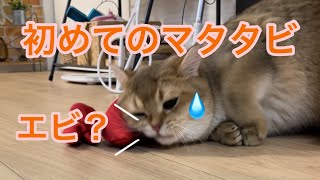 【黄金猫】子猫に蹴りぐるみを上げてみた結果… #Shorts