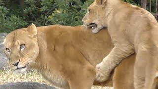 さくら（クレイの母親）にも甘えたいつくし君♪とべ動物園にて