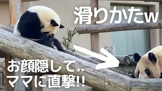 激カワ注意😍お顔隠してすべり台から突撃する子パンダ楓浜が可愛すぎるので見てください❤