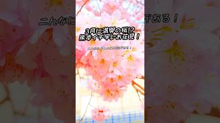 【熊本】３月に満開の桜が見られるスポット