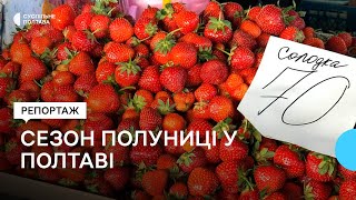 Сезон полуниці у Полтаві: як ягоди перевіряють на вміст нітратів