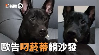 黑狗「嘴咬牛奶骨」爽癱沙發！霸氣姿勢宛如叼菸｜寵物動物｜看新聞