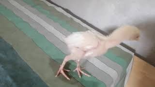 1 month aseel chick for sale Rs 1500