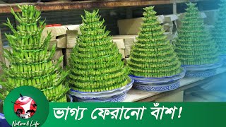 লাকি ব্যাম্বুতে ফিরেছে ভাগ্য || Lucky bamboo || Gaibandha