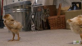 Nala the Cat Really Wants to be Friends with Baby Chicks | Too Cute!