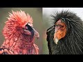 10 Most Majestic Vultures in the World