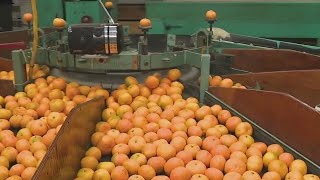 Mandarin harvest begins in Placer County