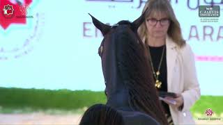 N 192 JS AL SULTAN   Al Shiraa Arabian Horse Show 2025   Stallions 4+ Years Old   Section A Class 8A