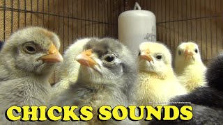 Chicks Chirping Sounds - Baby Chicken Sounds 2 Hours 20 Minutes