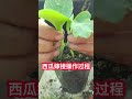 西瓜嫁接的操作過程，教你如何嫁接西瓜，一起學習學習吧watermelon grafting operation process teach you how to graft watermelon