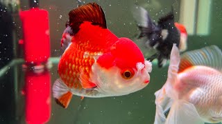 金魚日記🐟新魚回家/入缸/養魚人的快樂 #1