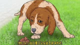 狗吃💩#牛头梗 #迷你牛头梗 #宠物 #养狗经验分享 #科学养宠攻略