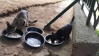 공원길냥이.다른 캣맘이 챙겨 주는 냥이 들을 만나서 있는거 챙겨 주었더만 너무 잘 먹더라고요,Love cat's