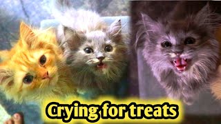 Tiny Kitten Meowing for Treats || Every day crying for treats