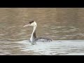 カンムリカイツブリ_3_great crested grebe