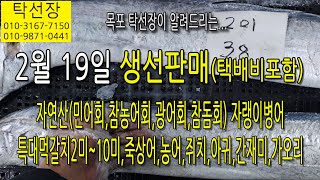 2월 19일, 자연산(민어회,참농어회,참돔회,광어회) 특대먹갈치2~10미, 자랭이, 죽상어, 농어, 쥐치, 아귀, 간재미, 가오리(탁선장 목포 남도농수산 010 3167 7150)