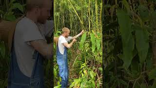 Harvesting Bamboo in Hawaii #shorts