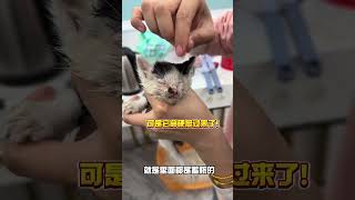 从死神手上抢过来的流浪猫 很多人认为救助流浪猫就是博取流量 救回来拍点视频 然后发完视频就扔了 种种言论 我只想说每一只救回来的猫咪都在家里 而且过的很好 不发它们不代表它们不在了…我和流浪猫的故事