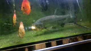 MonsterFish🦈 Hydrolycus armatus WITH GOLD FISH 🐟 LIVE FEEDING