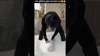 লাল পুতিটাকে খুঁজে বার করতে হবে😆😂/#banglafacts #shortsvideo #shorts #amazingfacts #youtubeshorts