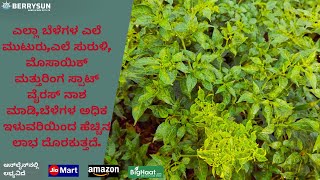 135. ಈ ಔಷಧವು ಮೆಣಸಿನಕಾಯಿ ವೈರಸ್ ಅನ್ನು 100% ಕೊಲ್ಲುತ್ತದೆ, ಸಸ್ಯಗಳು ಸಂಪೂರ್ಣವಾಗಿ ಆರೋಗ್ಯಕರವಾಗುತ್ತವೆ