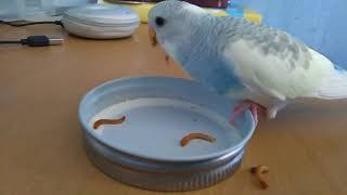 Budgie loves live mealworms