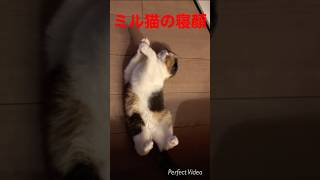 ヘソ天で寝ているミル猫