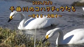 千曲川【コハクチョウ】力強く生きる姿（長野県上田市）2024/02/03