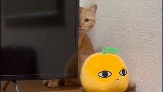 なんだか怪しい保護猫ポテト