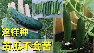 如何种好黄瓜, 不会苦 How to grow cucumbers that are NOT bitter