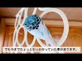 愛鳥がメガバクテリアと知った時【セキセイインコ】