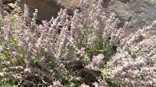 Teucrium marum L. (ožanka kočičí)