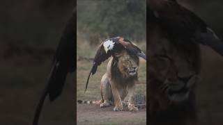 Big lion#video #viralvideo #youtube #shorts