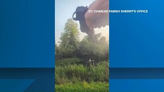 Video shows fleeing DWI suspect attacked by alligator