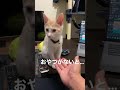 【もけもふちゃんねる】お手はおやつがないとやらない猫がこちら笑【猫とフェレット】