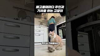 밥그릇에 집착하는 고양이