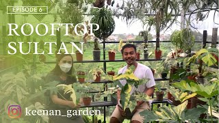 Sultan aroid varigata di Bali| rooftop sultan @keenan_garden