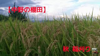 【中野の棚田】秋 稲刈り